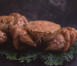 浜ゆで毛がに2尾 北海道函館朝市 函館カネニ 活き活き便！ 