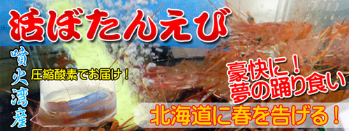 Live peony prawns